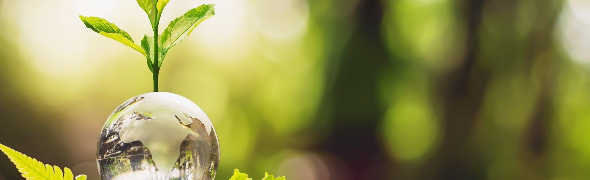 pflanzenwachstum-auf-kugelglas-im-naturkonzept-oeko-erdtag